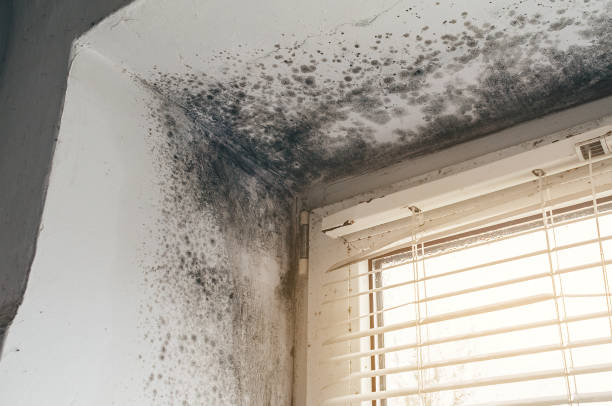Affordable Black Mold Remediation solutions in Thomasville, GA
